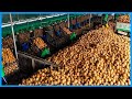 How millions of coconuts are harvested and how all parts of the coconut are processed