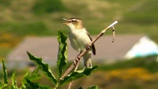 Sedge Warbler  Phragmite Des Joncs