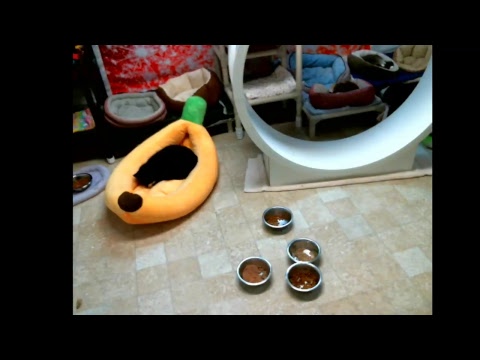 special needs animal rescue Blind Cat Rescue & Sanctuary, Inc Live Stream