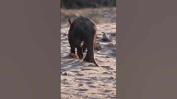 Under 1 Minute Facts the Aardvark #aardvark #animals #funfacts #under1minute #shorts #education