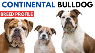 Continental Bulldog Breed Profile History  Price  Traits  Continental Bulldog Grooming Needs