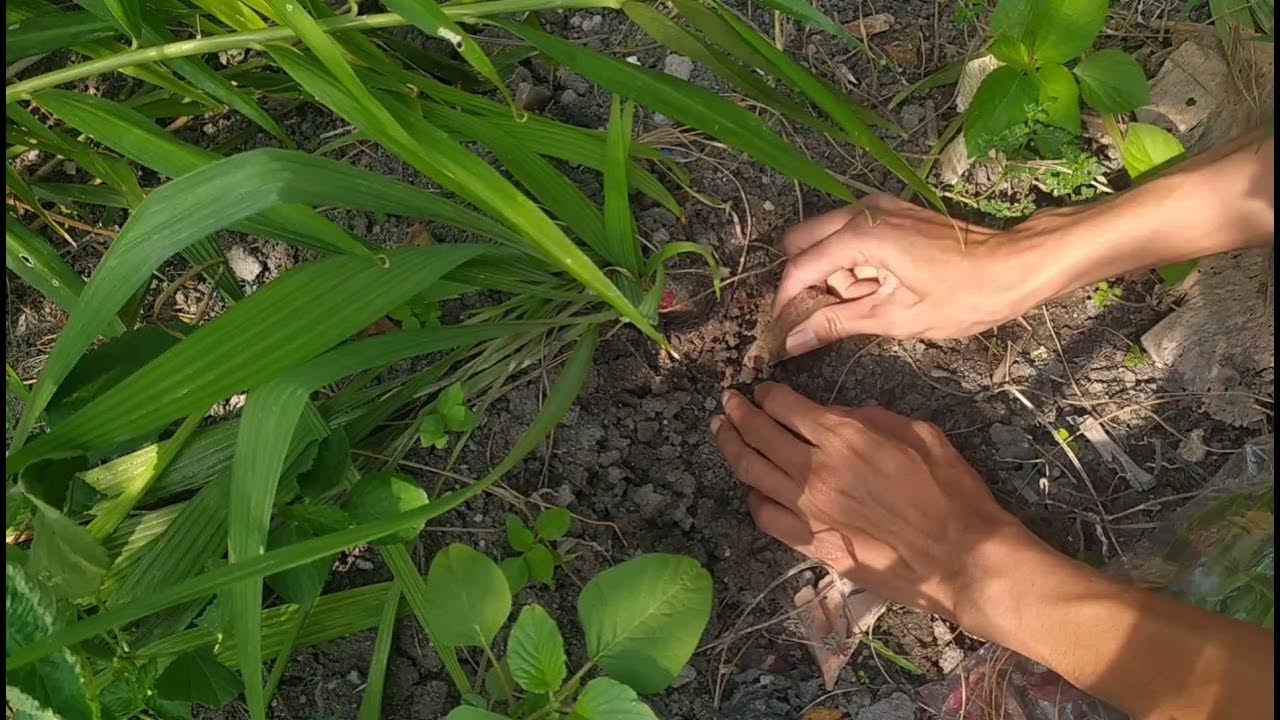 Harvest Dayak Onion from garden YouTube