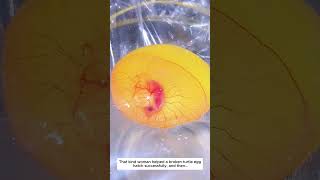The turtle egg is broken. #lovestory #animals #rescueefforts#rescue #turtle #turtles #love #cute