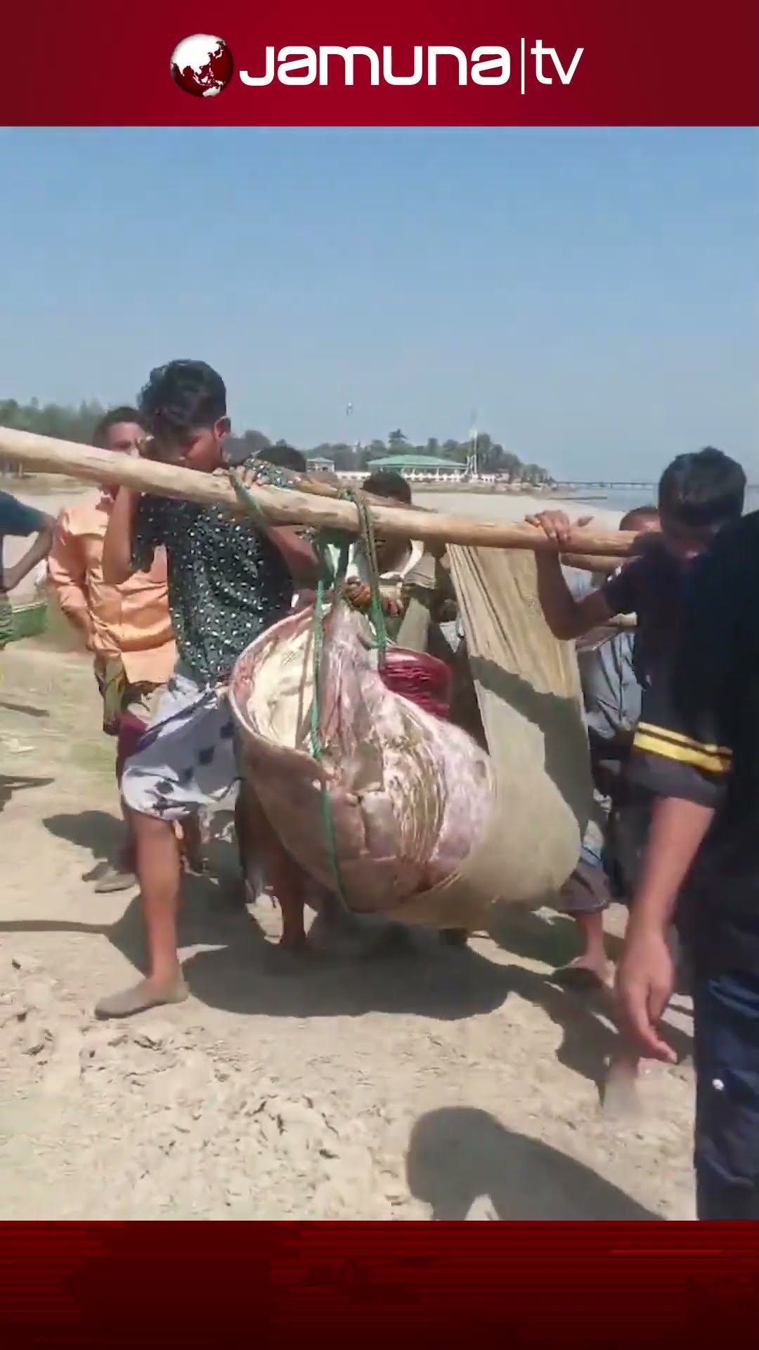 শাহপরীর দ্বীপে ধরা পড়লো ১৯৪ কেজি ওজনের বোল মাছ #Teknaf #Giantfish #BolFish #jamunatv #coxsbazar