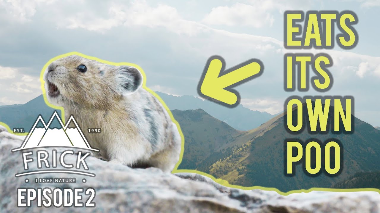 Amazing Animals in the Rocky Mountains - Mountain Goats, Lichen and Pikas
