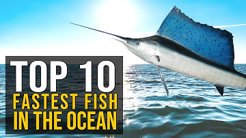 Top 10 Fastest Fish in the Ocean