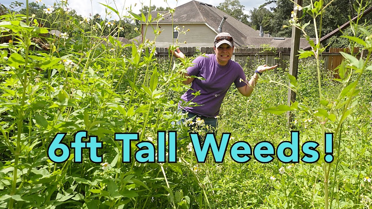 how-to-tackle-this-overgrown-yard-with-a-brush-cutter-youtube