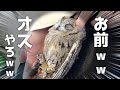 美女に触られて今までに見せたことのない態度をするフクロウがこちら…
