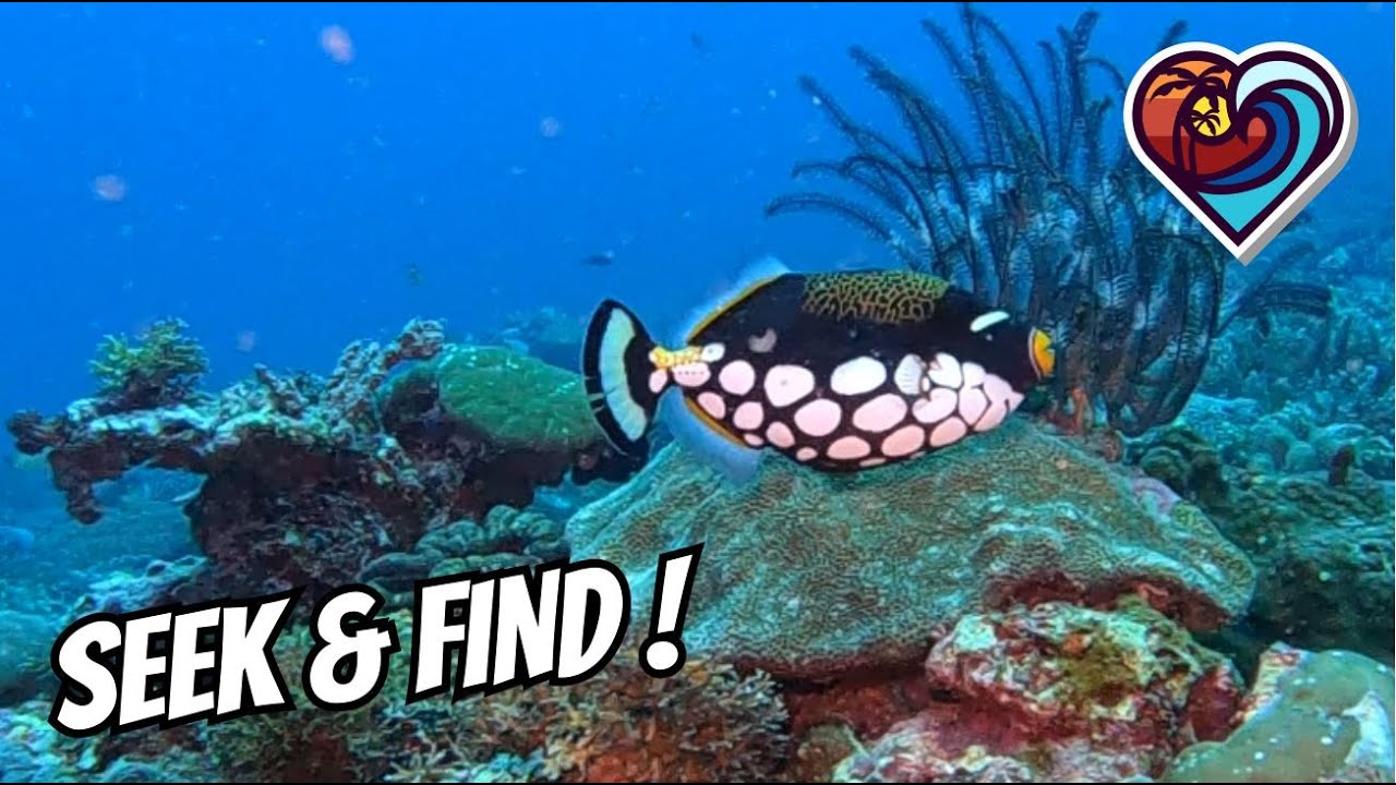 CLOWN TRIGGERFISH, EMPEROR ANGELFISH and OTHERS SCUBA DIVING 4