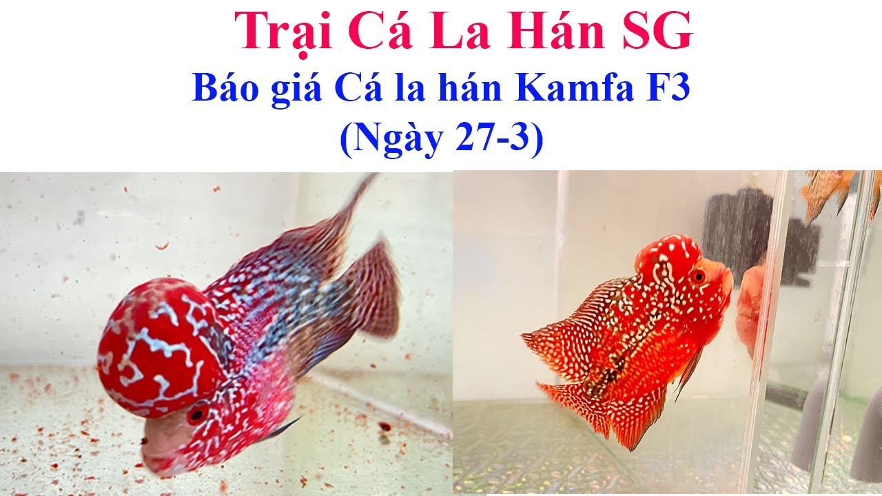 Báo giá cá la hán Kamfa F3 (ngày 27-3) - Trại Cá La Hán SG