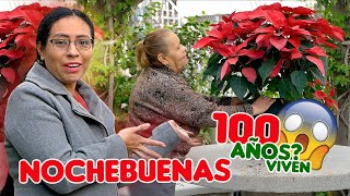 El Secreto 😨 de las nochebuenas 🌺👩‍🌾🤯