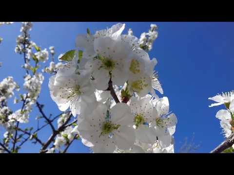 Цвітіння ранньої вишні в Україні Early Cherry Blossoms In Ukraine