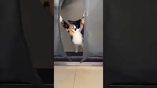 Funny Cats 😹 Episode 40 #Shorts
