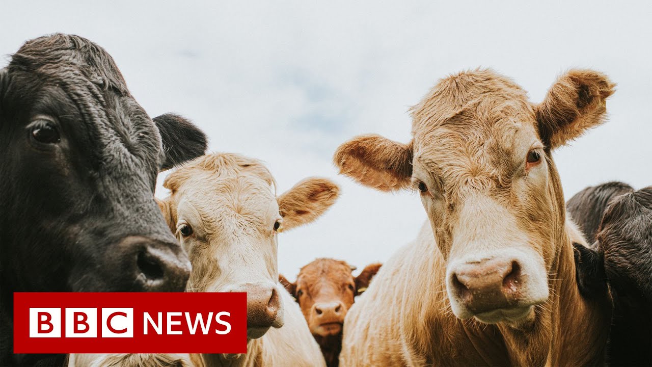 More than 80 nations vow to slash methane levels - BBC News