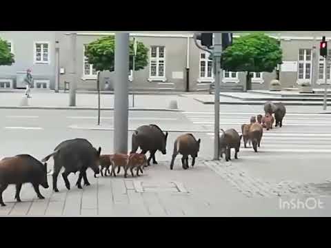 道路を横断するイノシシ  