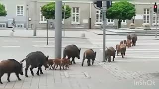Boars family in the city centre Gdynia, Poland