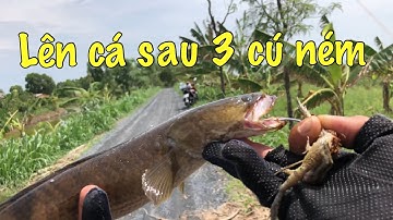 Câu cá lóc Tân Phú Đông Gò Công Tập 10@khiemtran181