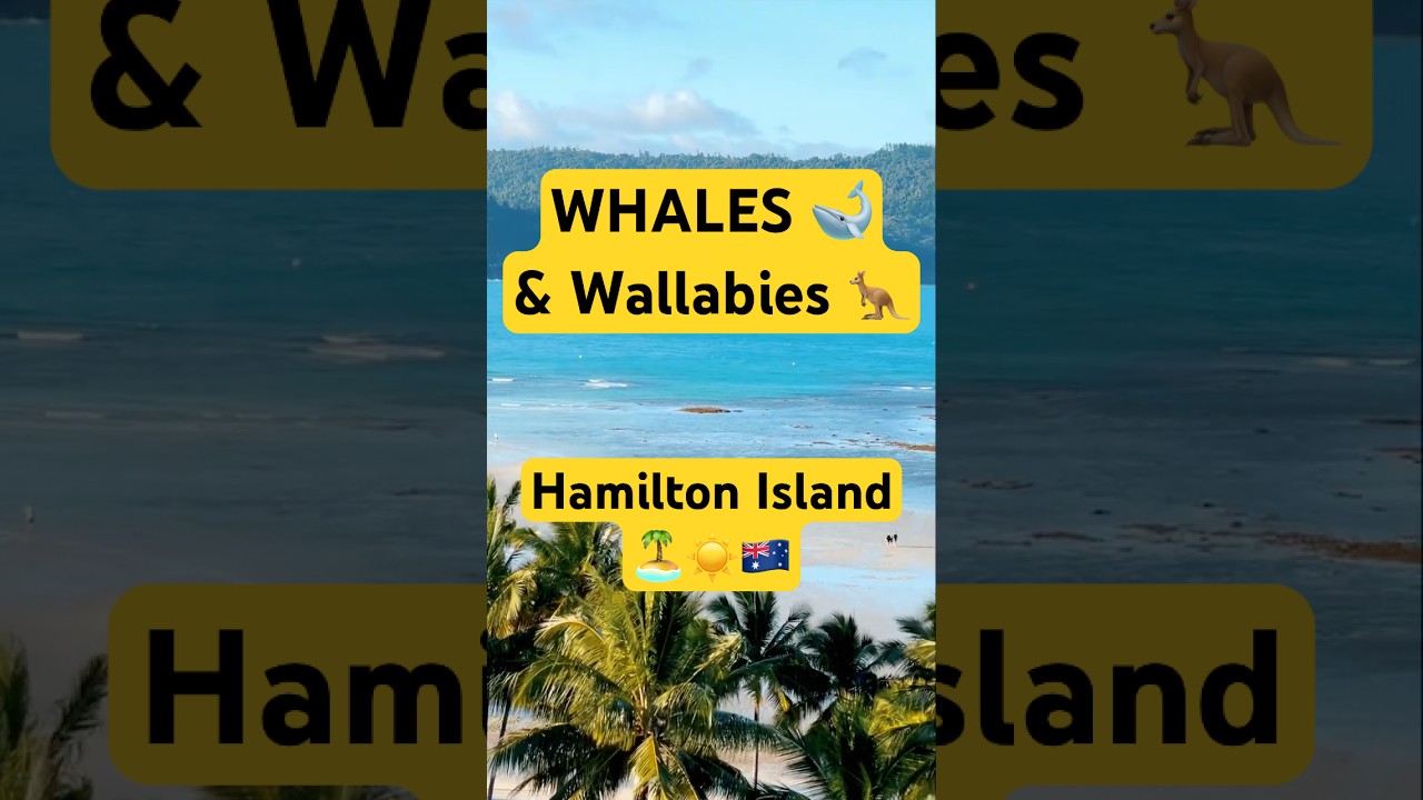 WHALE JUMPS 🐋 & Baby Wallaby in Pouch! 🦘 🤯 Hamilton Island in 45s 🏝️☀️🇦🇺