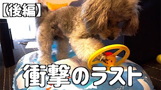 🐶【後編】寝てくれるのか！？浮き輪でひんやりベッド。【トイプードルのグリィ】【dog】【toy poodle】