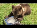 Медвежонок Мансур первый раз лакает кашу