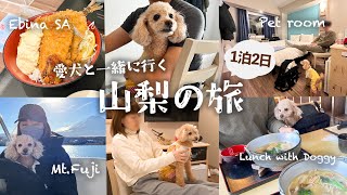 【犬と旅行】犬と泊まれる東横インに宿泊してみたin山梨【ミニチュアプードルわこ】47都道府県の旅