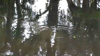 Manatees in North Port #8