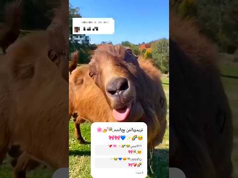 حءيء ىىىى ر ا ح ي ط م سسسسس ضحك اكسبلور 