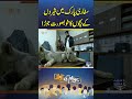 Adorable lion cub duo at Safari Park | Awam Ki Awaz