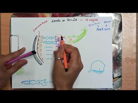 Layers Of Retina (10 Layers 10 minutes) Anatomy of eye part 8