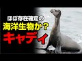 ほぼ存在確定の海洋生物か? キャディ