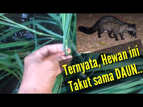 Video: Cara Memasak Ekor Berang-berang