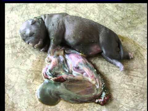 Saúde Animal: Brucelose Canina - YouTube