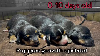 0-10 days of life | newborn puppies | dachshund puppies