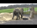 Anne the elephant says goodbye to the circus