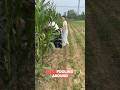Caught Stealing Corn? The Truth Will Shock You! 🌽😱#shorts