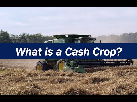 Video: Wat betekent cash crop in sociale studies?