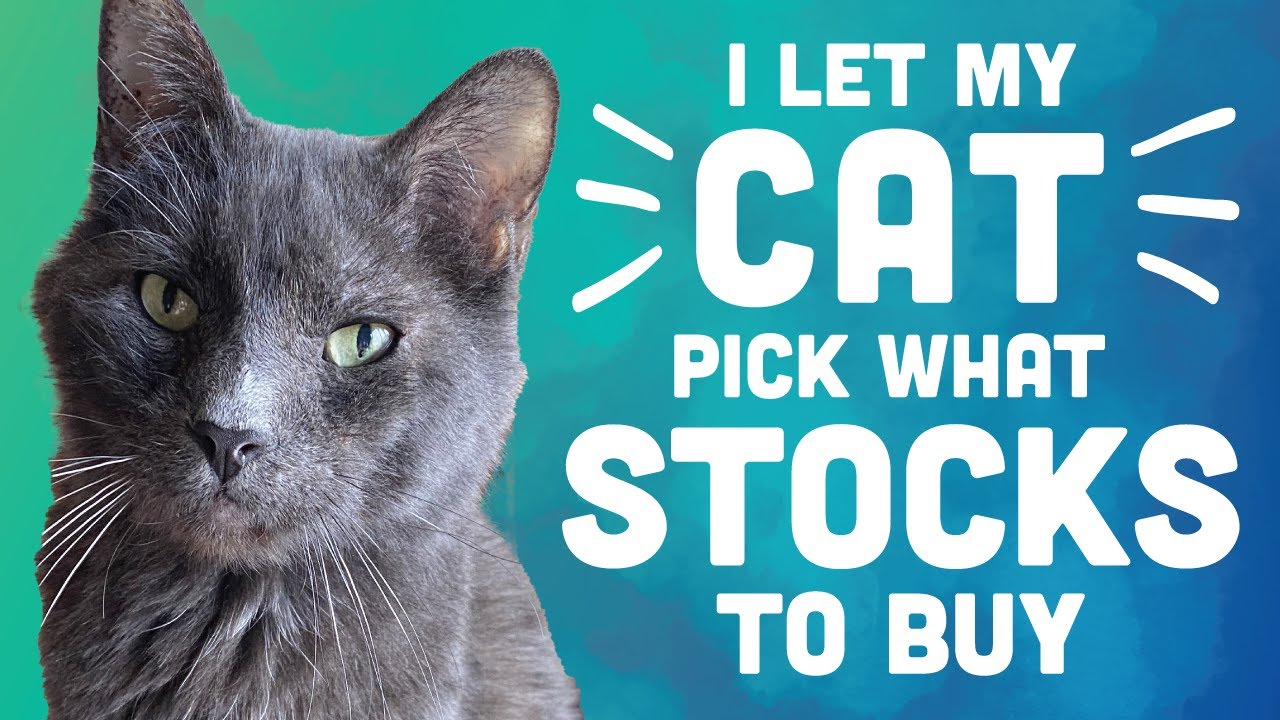 I Let My Cat Pick What Stocks To Buy In 2022 YouTube I Let My Cat Pick What Stocks To Buy In 2022 YouTube