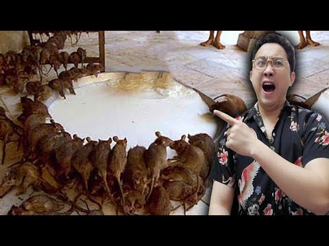 Video: Nơi sinh của chanh trong nhà