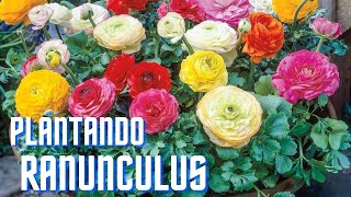 Surtido Prevención Integrar Como plantar FLORES de RANÚNCULOS y ANEMONES , proceso sencillo para tener  flores en primavera - YouTube