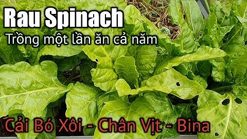 Cách trồng rau Spinach, Bina, Chân  Vịt, cải Bó Xôi ăn cả năm | How to grow Perpetual Spinach