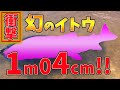 【衝撃映像】これが!夢のメーターオーバーイトウ!北海道朱鞠内湖~第3幕~