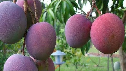 Xoài tím, xoài thái, xoài đài loan, xoài cát về số lượng cực kỳ lớn || sdt/zalo: 0867.878.995