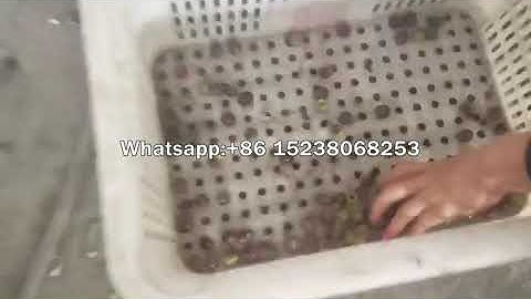 Apricot Core Remover/Olive Pit Extracting Machine/date palm seed removing machine