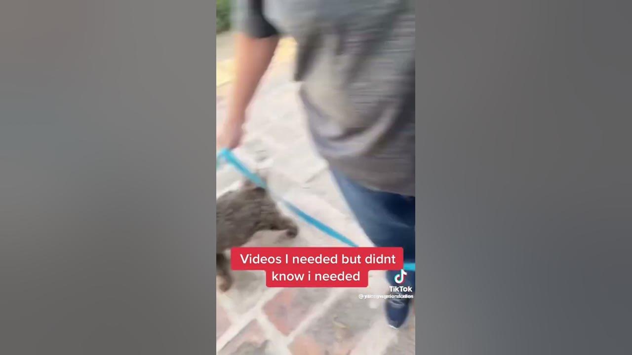 Karen gets knocked out by delivery driver ! 👊 shorts YouTube