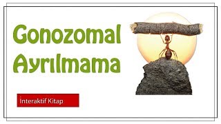 Gonozomal Ayrılmama