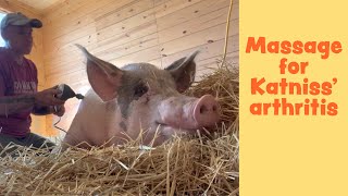 Rescue Pig Katniss enjoys deep tissue massage at Arthur's Acres Spa!
