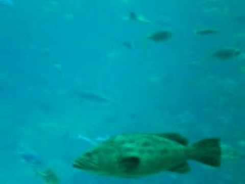 Georgia Aquarium - Largest Fish Tank in the World