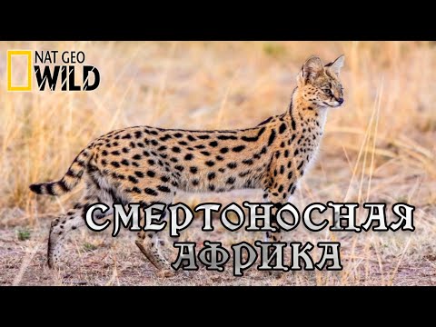 Смертоносная Африка - Степи. Документальный Фильм. National Geographic 16