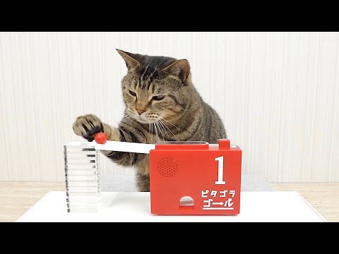 Cats and Marble Run