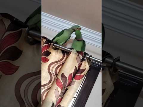 Parrot's Behaviour 🦜🦜 Regurgitation